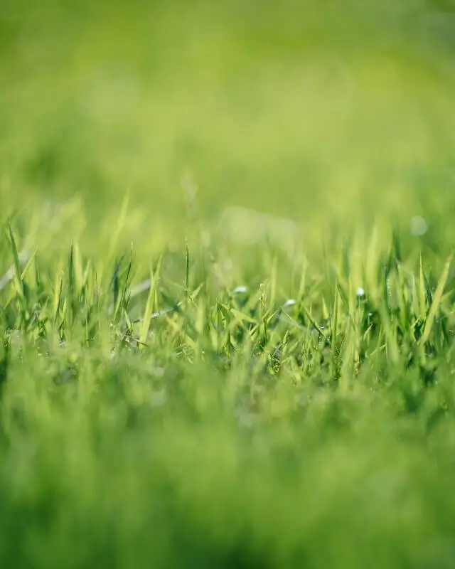 Closeup of green grass